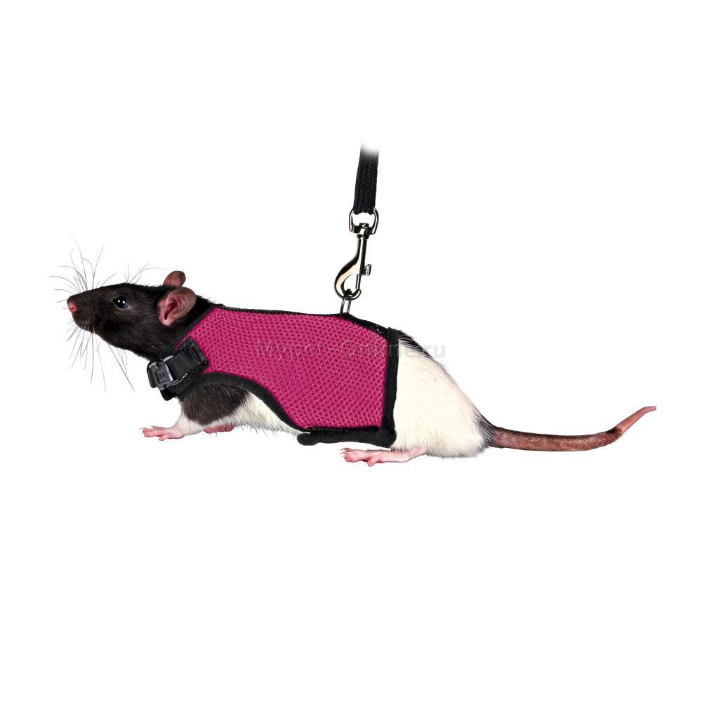 Шлейка и поводок для крысы: применение, назначение, изготовление – советы и рекомендации