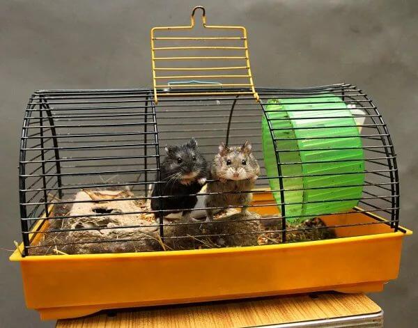 Домашние крысы: уход и обустройство клетки