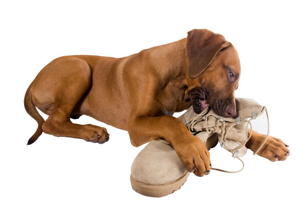 Как отучить собаку грызть все подряд? - Интернет зоомагазин MyPet-Online.ru