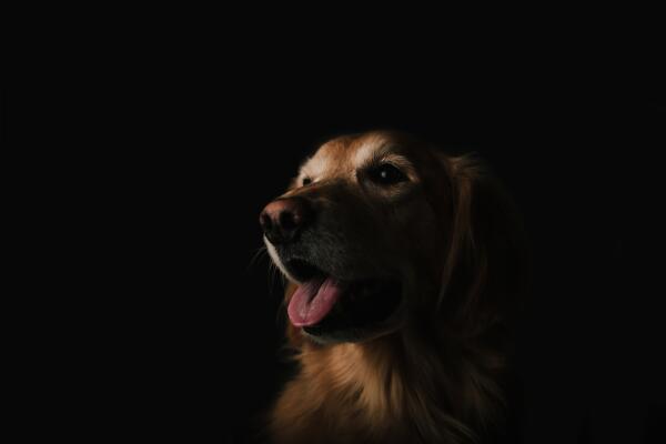собака в темноте